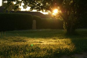 Garden with stone structure and tree at sunset.